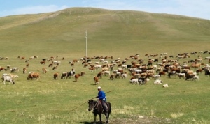 China-travel-Inner-Mongolia-Keshiketeng-Arshatu-Geopark-cattle-photo3-kakanow.com_-500x359